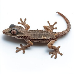 Naklejka premium Close-up of a small brown gecko on white background.