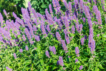 field of lavender