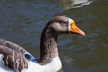 Graugans (Anser anser) mit blauen Augen
