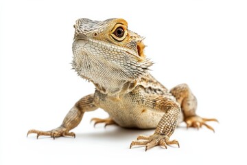 Obraz premium Close-up of a Bearded Dragon