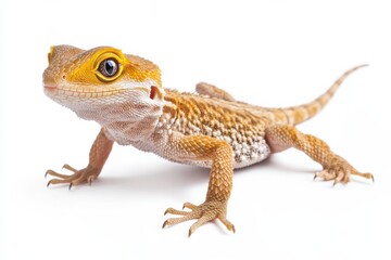 Fototapeta premium Adorable baby bearded dragon lizard