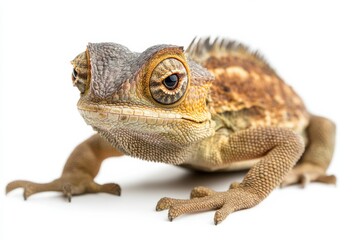 Obraz premium Close-up of a horned lizard, showcasing its unique features.