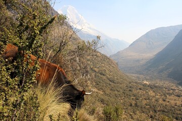 Stills from the trekking experience to Lake 69 at Huascaran National Park in the Cordillera Blanca Range, Peruvian Andes.