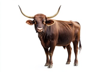 Majestic brown bull, isolated on white