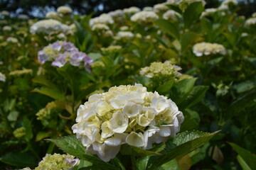 パールホワイト（アジサイ）