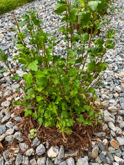 Shrub and Flowers in Rock Landscaping