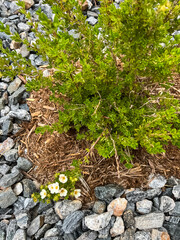 Obraz premium Shrub and Flowers in Rock Landscaping