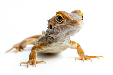 Fototapeta premium Close-up of a young bearded dragon