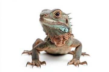 Fototapeta premium Green iguana portrait, studio shot