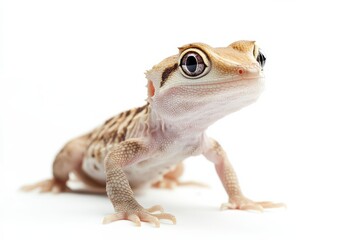 Adorable Baby Gecko Posing