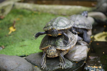 brazilian turtles on the stone