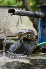 brazilian turtles on the stone