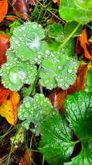 dew drops on green leaves