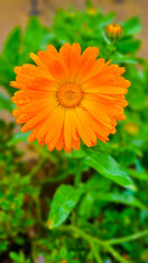 large beautiful calendula flower with dew drops
