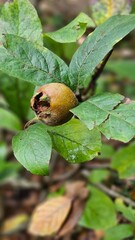 Medlar brown ripe fruits and green leaves grow on the tree. Mespilus germanica, Crataegus germanica, medlar, Mispel fruit