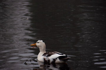 white and black wild duck glides smoothly across the serene water as their reflection gently ripples below