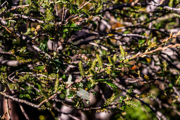 Árboles en un parque público en Tenerife.