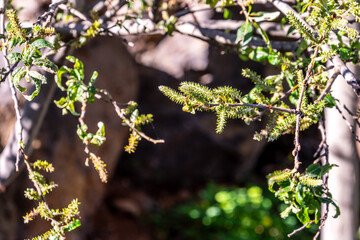 Árboles en un parque público en Tenerife.