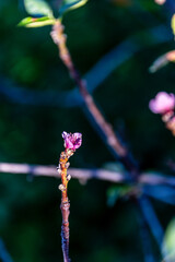Prunus mume pertenece a la familia de Rosaceae.