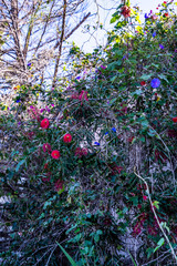 Flores en un parque público en Tenerife.