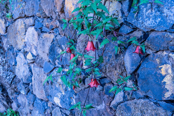 Canarina canariensis pertenece a la familia Campanulaceae.