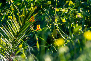 Tropaeolum majus pertenece a la familia Tropaeolaceae.
