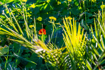 Tropaeolum majus pertenece a la familia Tropaeolaceae.