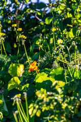 Tropaeolum majus pertenece a la familia Tropaeolaceae.