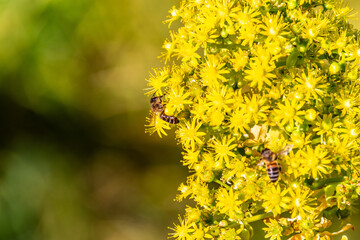 Abeja posada en un arbusto con flores amarillas.
