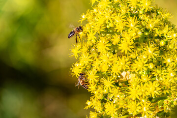 Abeja posada en un arbusto con flores amarillas.