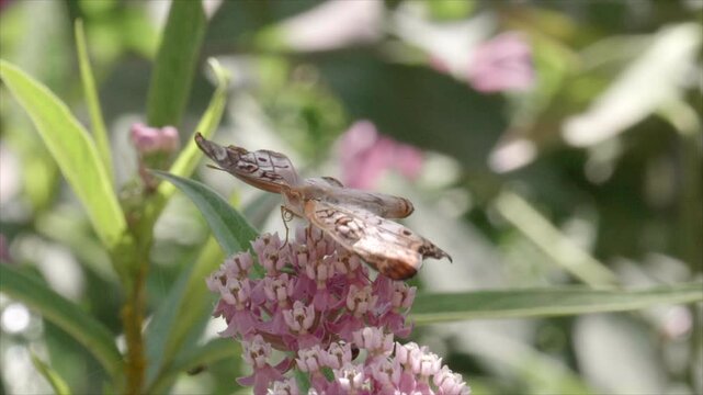 Southern Pearly Eye Butterfly on a Flower