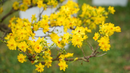 The delicate flowers are a reminder of the beauty of nature.