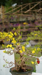 The apricot blossoms are a symbol of hope and renewal.