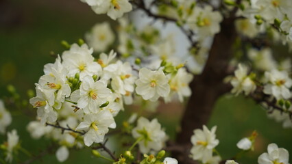 Obraz premium The apricot blossoms are a symbol of hope and renewal.