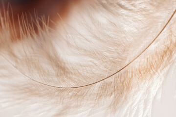 feathers background in pastel beige and brown tones. Feathers surface.Macro Photograph of Delicate Feathers. 