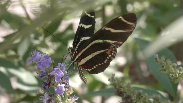 Zebra Longwing butterfly Slow motion