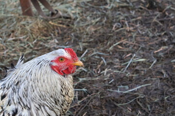 Poule blanche et rouge