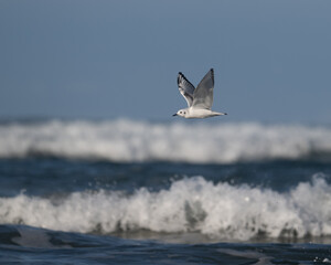 Bonaparte's gull flying