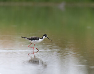 Black-necked stilt