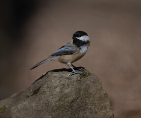 Black-capped Chickadee perched