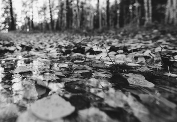 autumn leaves on the ground, black and white tonef image