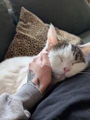 Cute white cat sleeping 