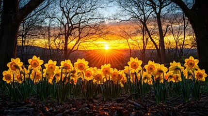 Obraz premium Daffodils bloom at sunset behind silhouetted trees
