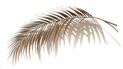 Obraz premium Abstract Palm Leaf Shadow on Wall, Wide Angle Composition