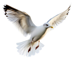 Obraz premium Seagull in flight over a coastal area isolated on transparent background