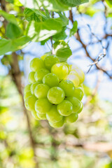 Sweet green grape on a branch over green natural garden Blur background, Bunch of Shine Muscat Grape with leaves in blur background.