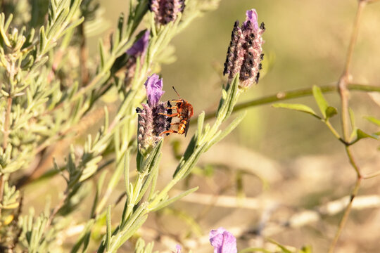 Dudando si es una abeja roja o una avispa