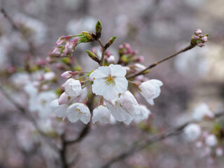 Obraz premium 桜咲く