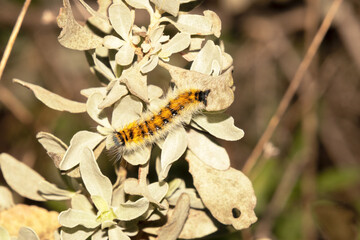 En un arbusto una Oruga Psilogaster loti