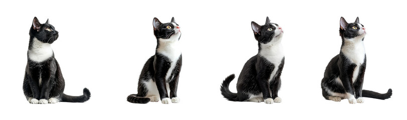 Graceful Cat in Four Poses on Transparent Background